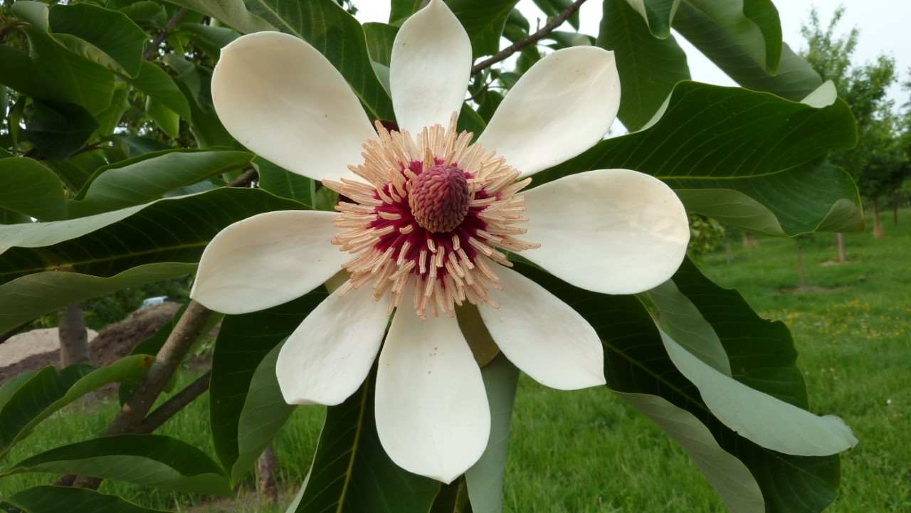 magnolia obovata lydia
